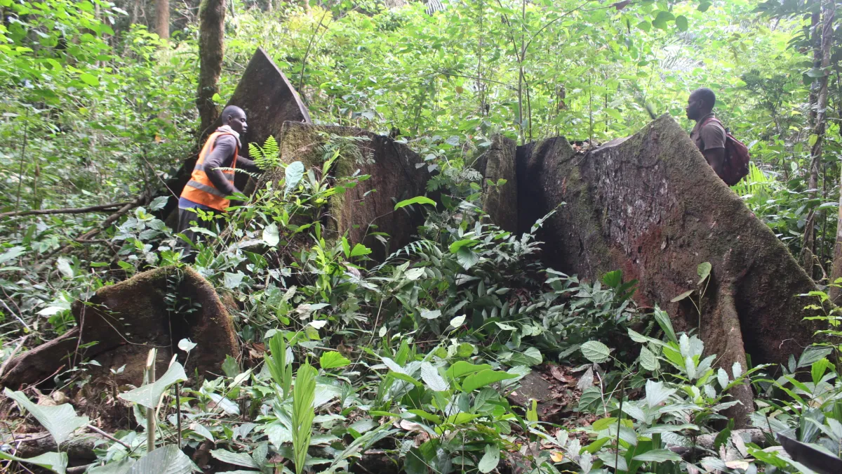 Foret_gabon