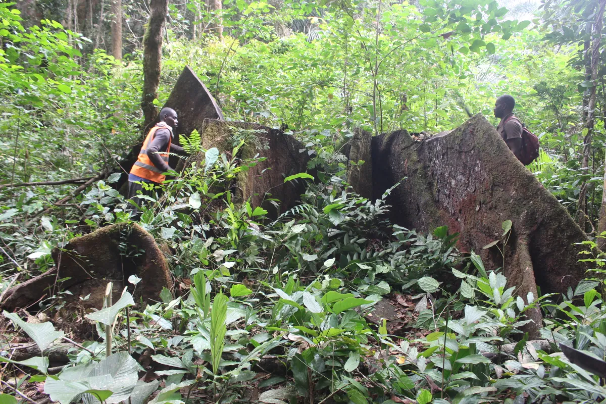 Foret_gabon